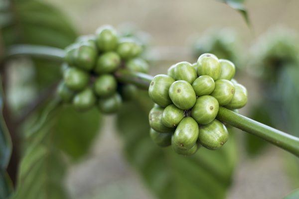 Groene koffieboon plant